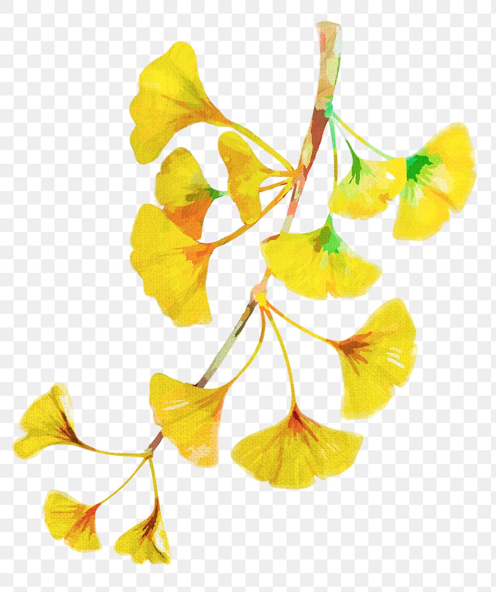 Branch of yellow ginkgo acrylic paint style design element