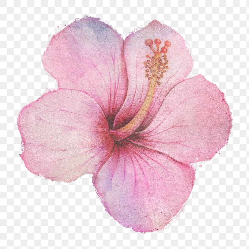 Hand drawn pink hibiscus flower watercolor style  design element