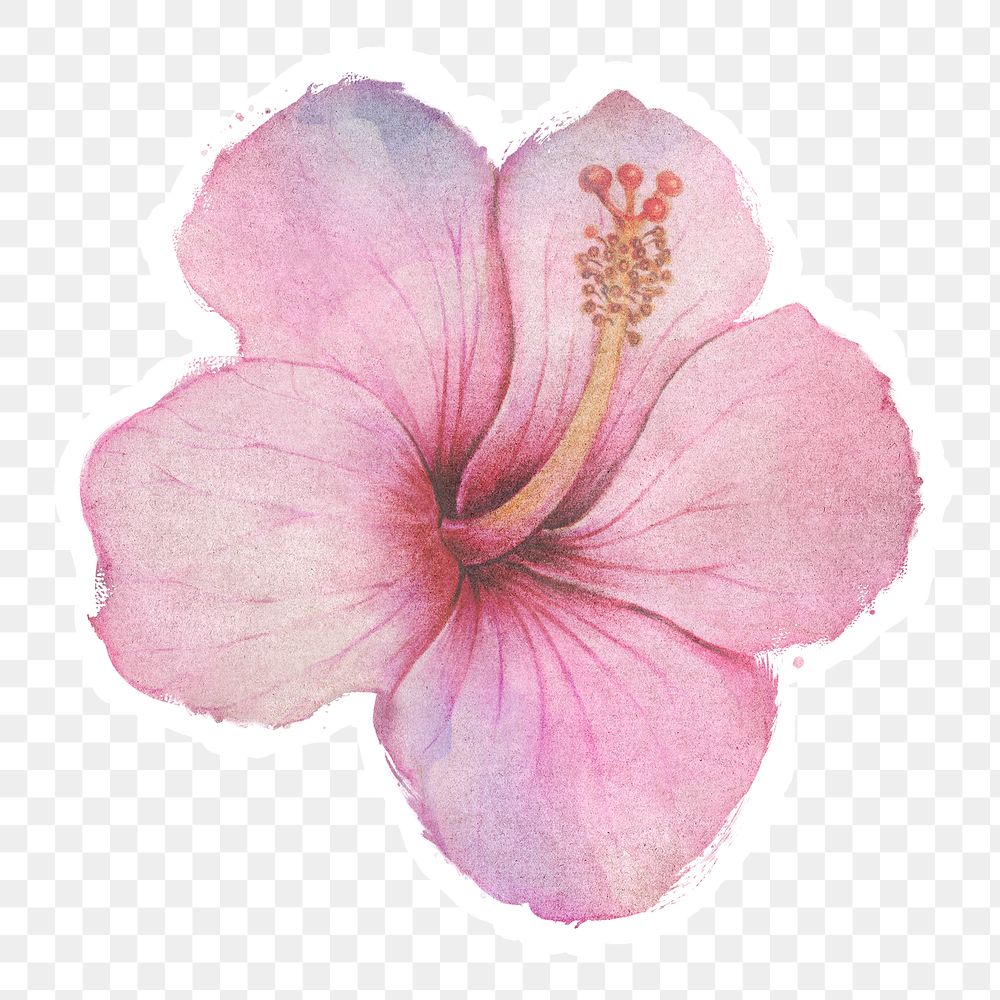 Hand drawn pink hibiscus flower watercolor style sticker with white border