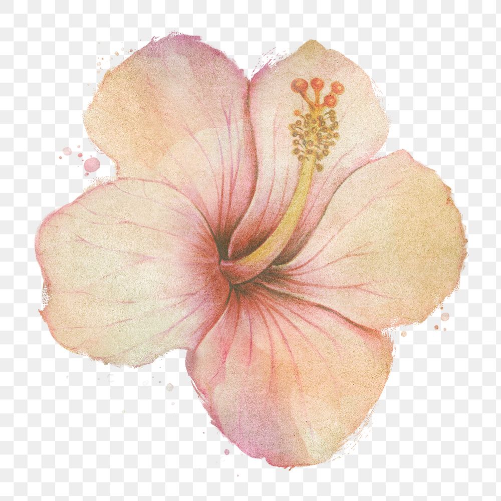 Hand drawn beige hibiscus flower watercolor style  design element