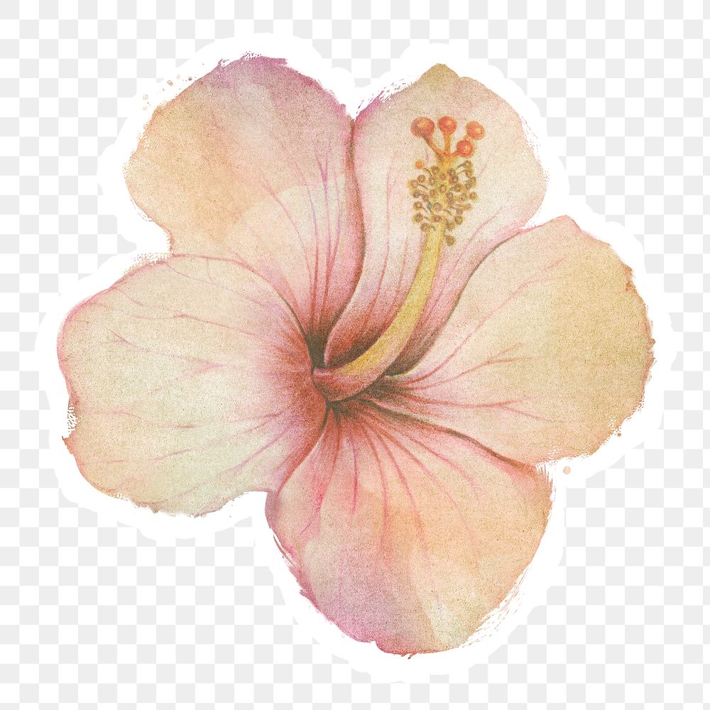 Hand drawn beige hibiscus flower watercolor style sticker with white border