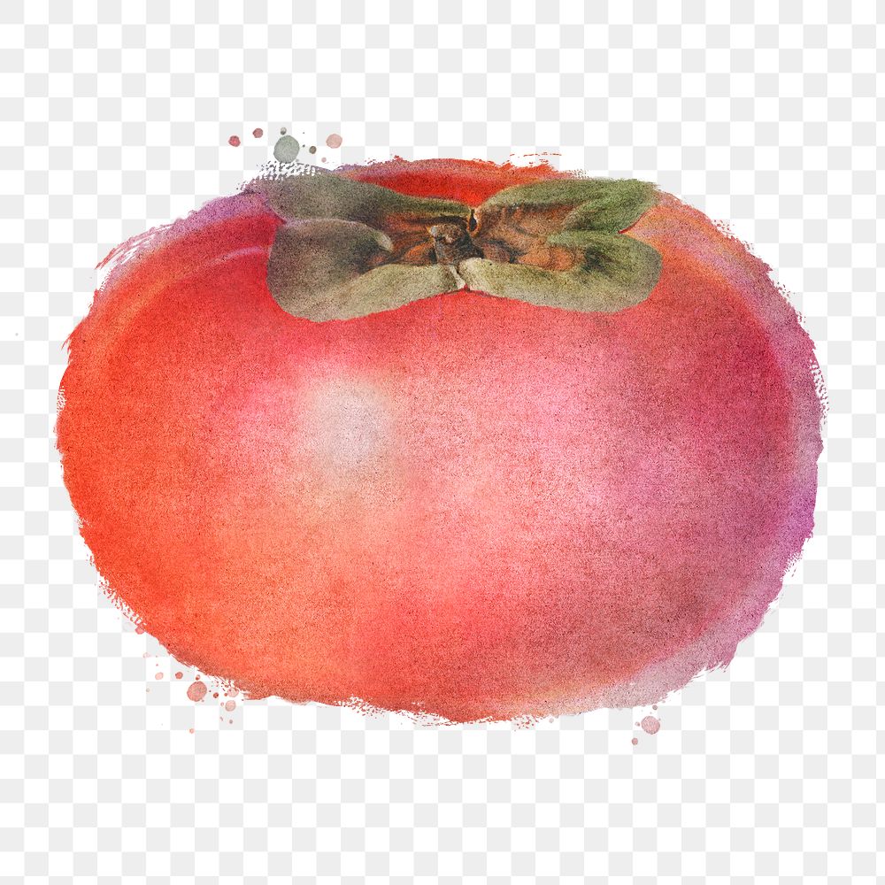 Hand drawn persimmon sticker overlay in watercolor style 