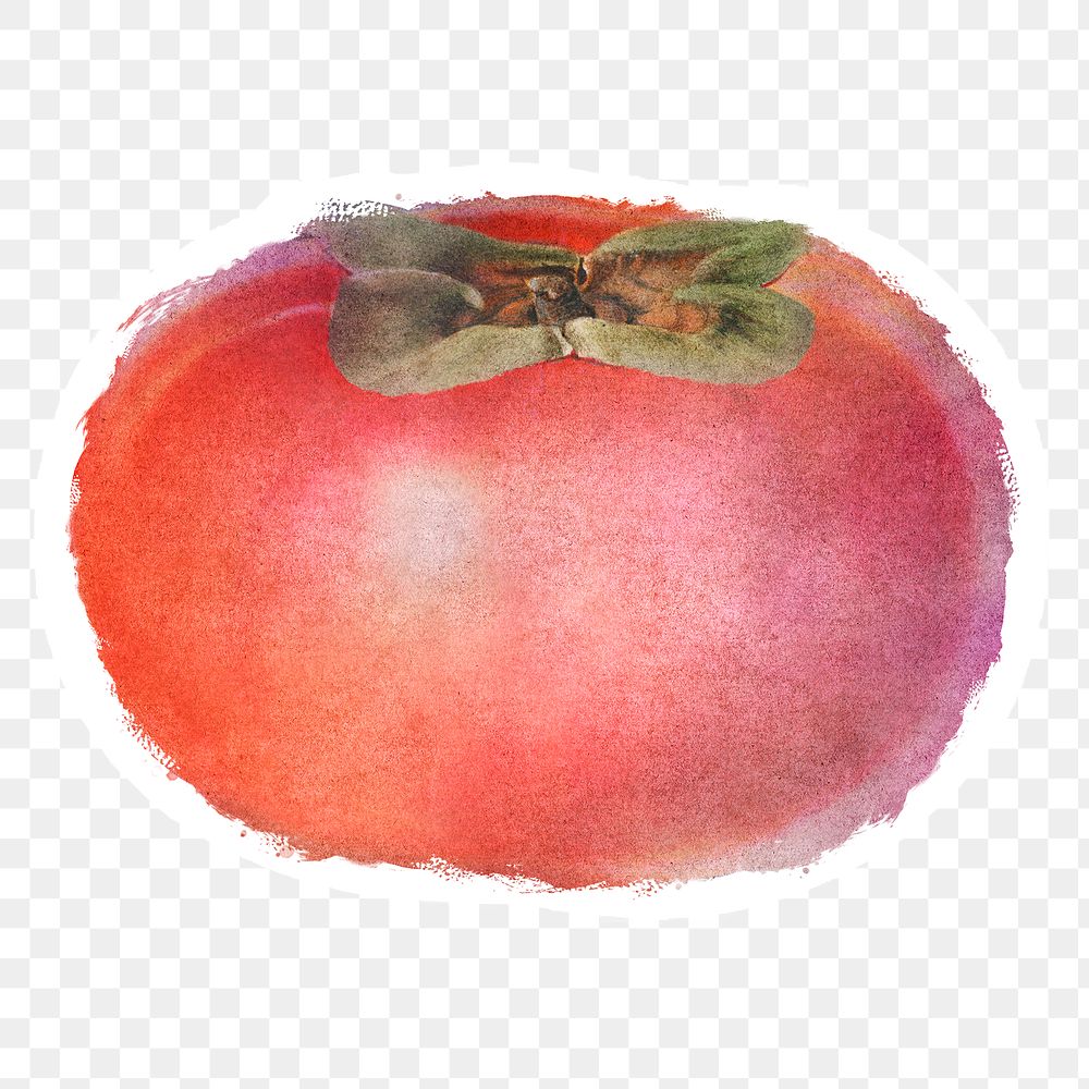 Hand drawn persimmon sticker overlay with a white border in watercolor style 
