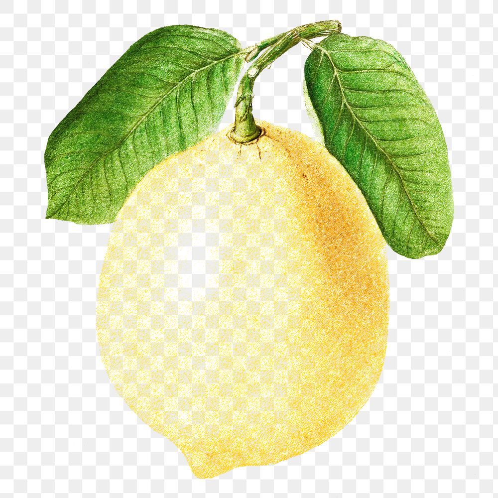Hand colored yellow lemon fruit design element