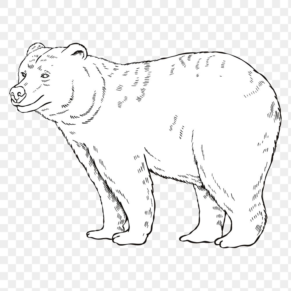 Hand drawn grizzly design element