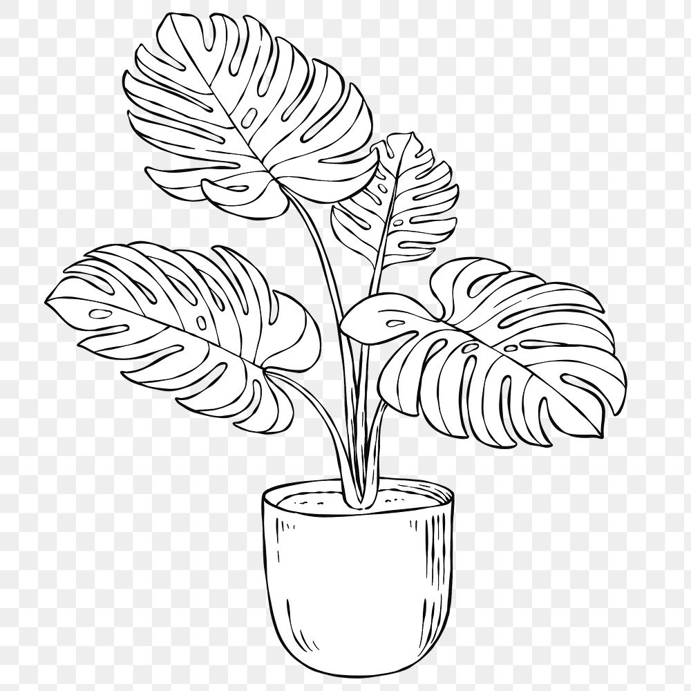 Black and white png monstera plant