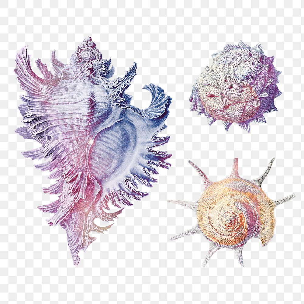 Vintage colorful seashell design element