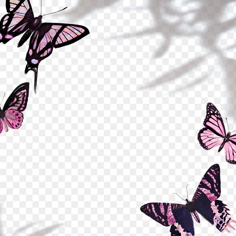 Pink butterfly border design element