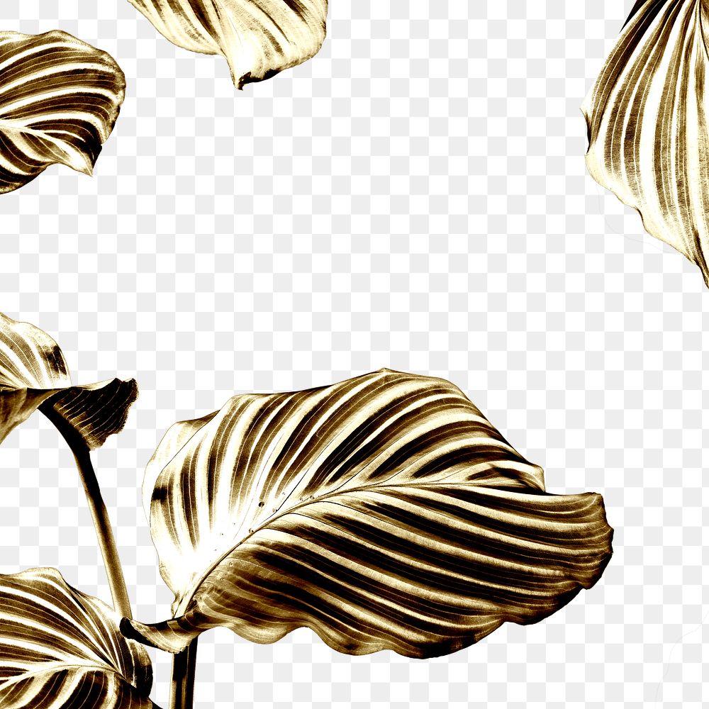 Shiny golden calathea leaves background 