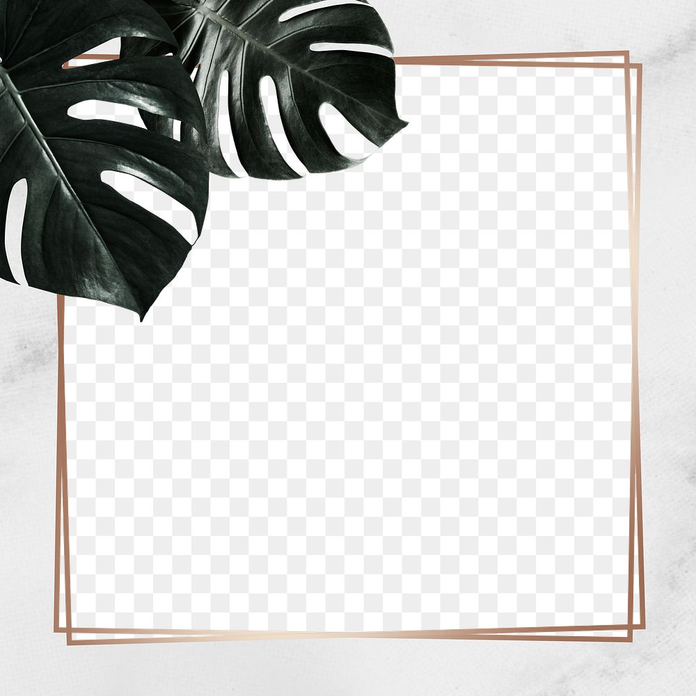 Tropical monstera png leafy frame 