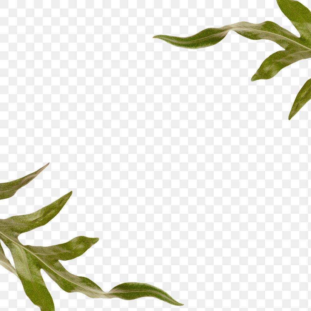 Png doryopteris nobilis arrowhead fern border transparent background