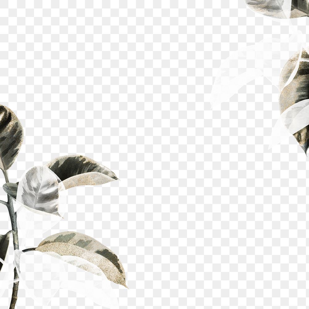 Png white rubber plant border transparent background