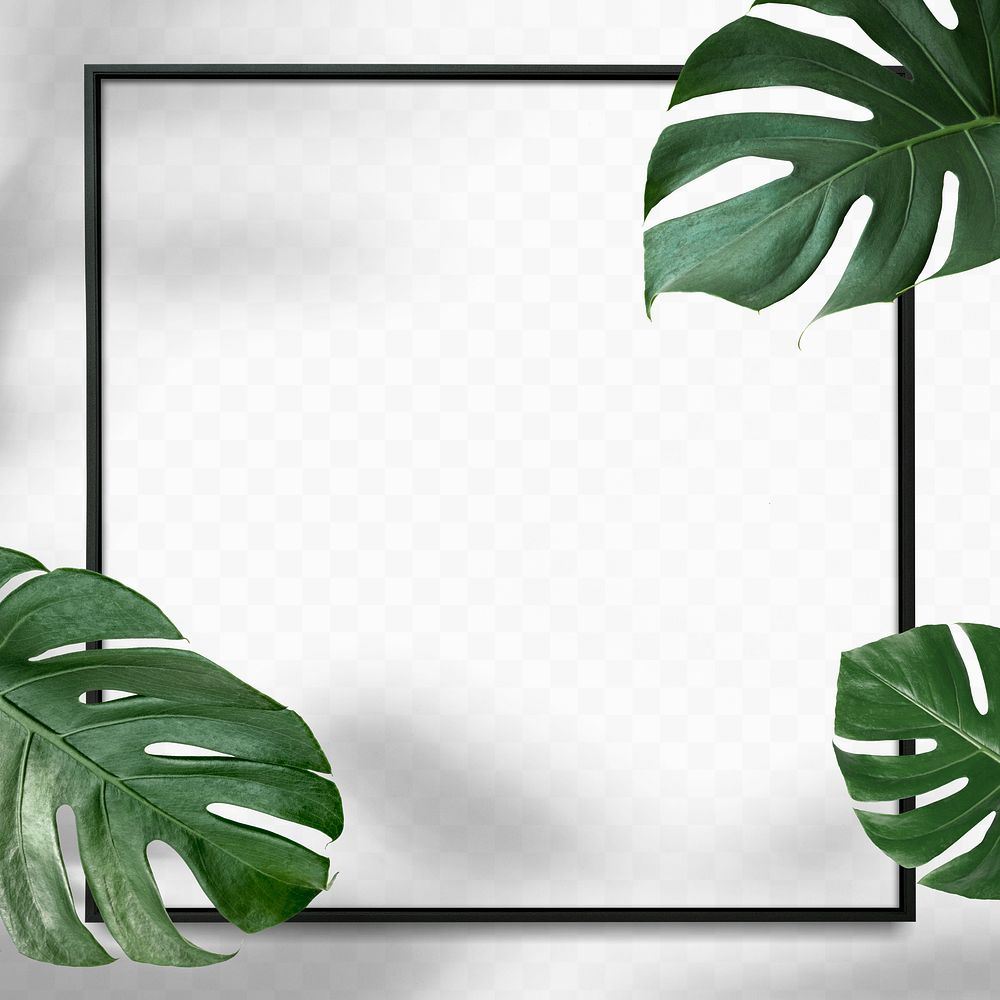 Black square Monstera leaves frame on white background