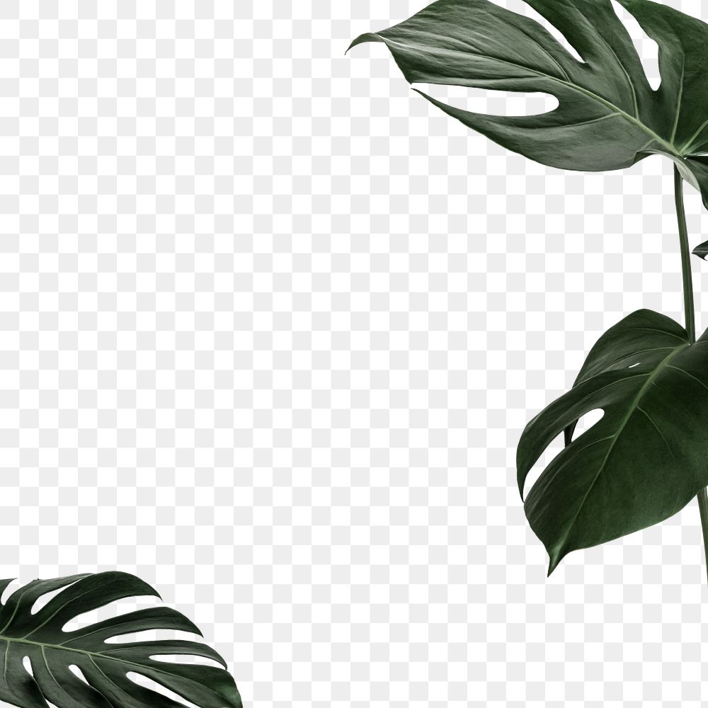 Tropical green monstera leaves frame design element
