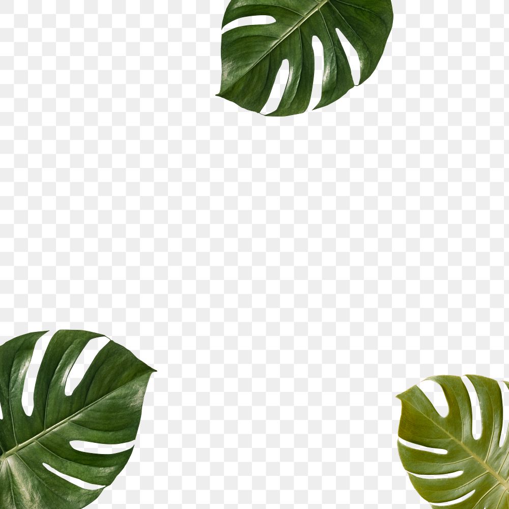 Tropical green monstera leaves frame design element