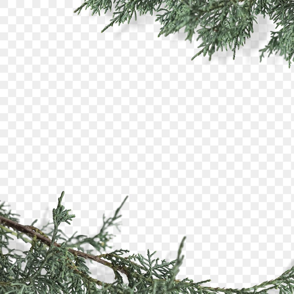 Fresh pine branches border png background