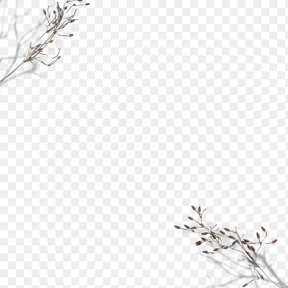 Dry flower twig png border