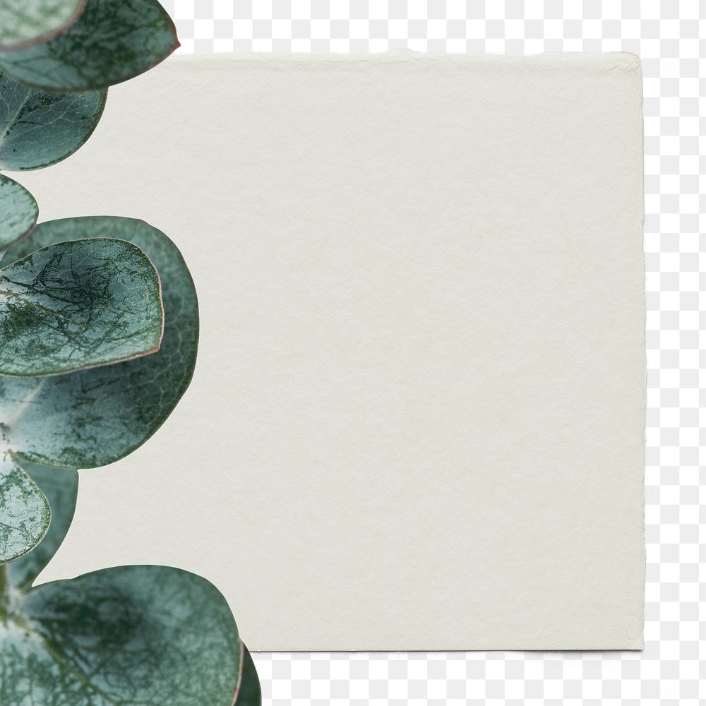 Eucalyptus leaf png frame green note