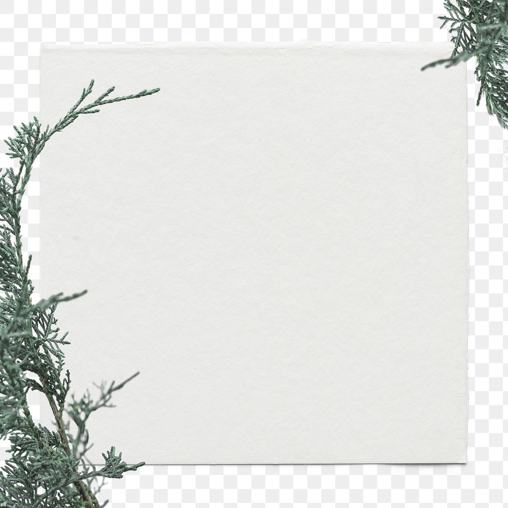 Png pine tree branches background