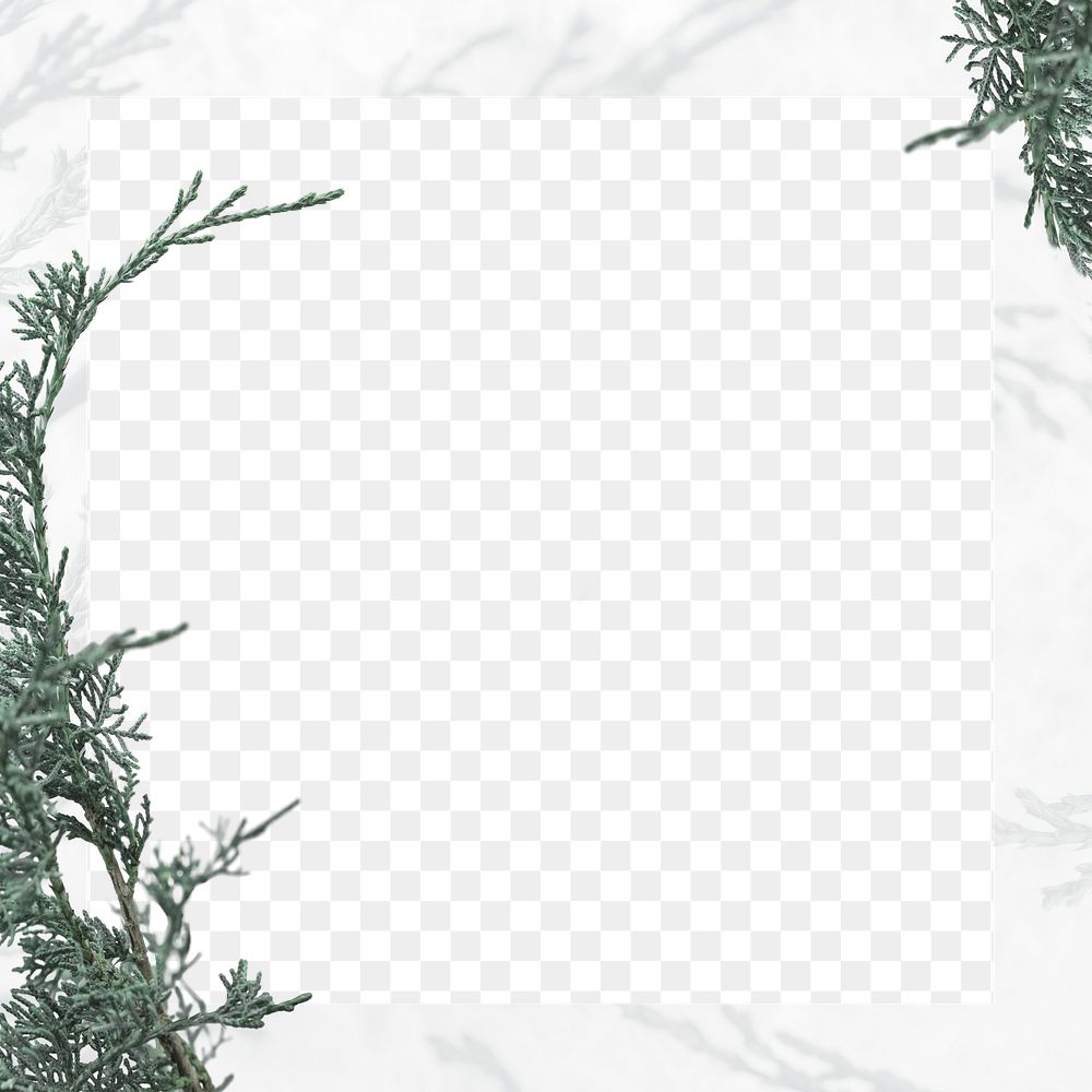 Pine tree spruce twig png frame