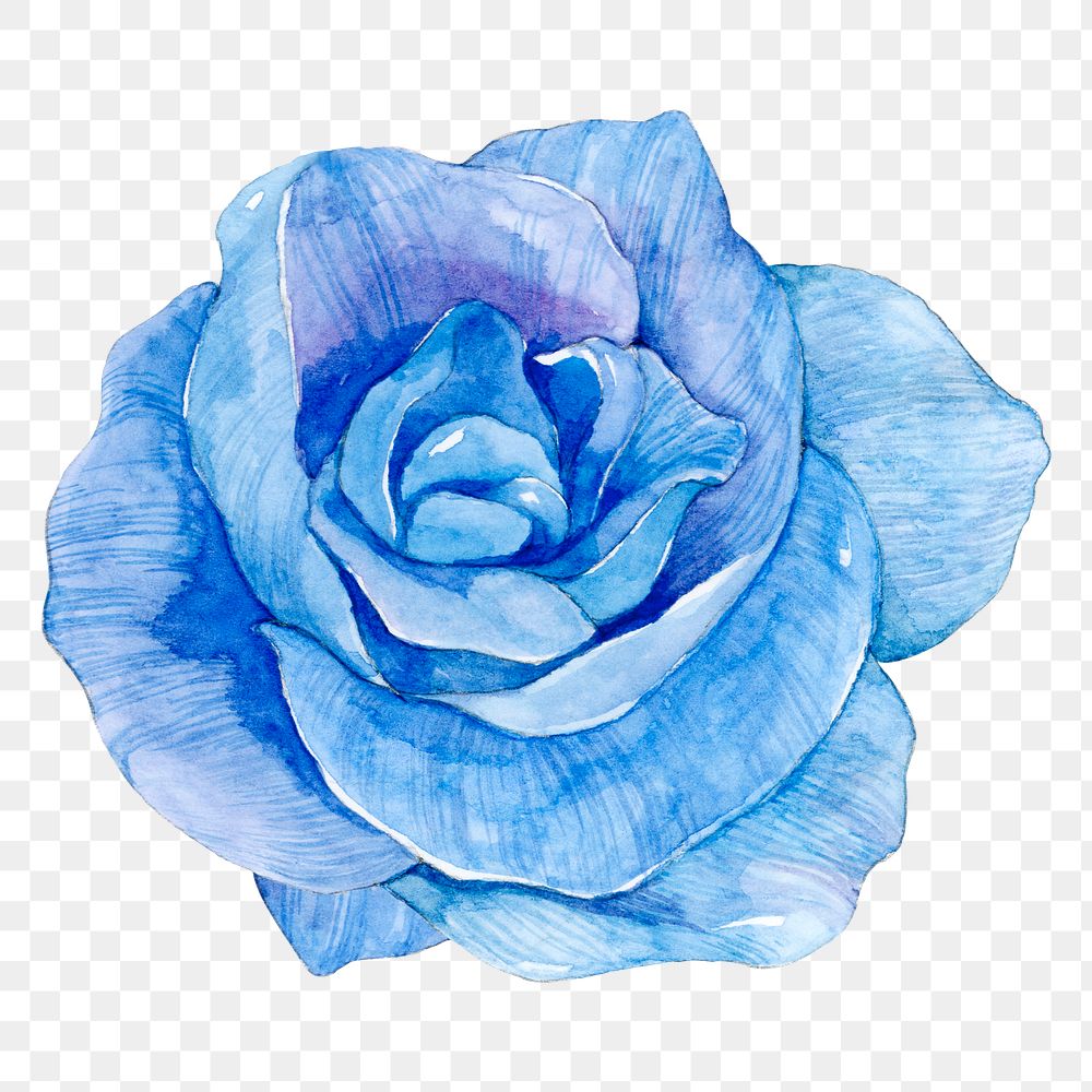 PNG blue watercolor rose flower illustration 