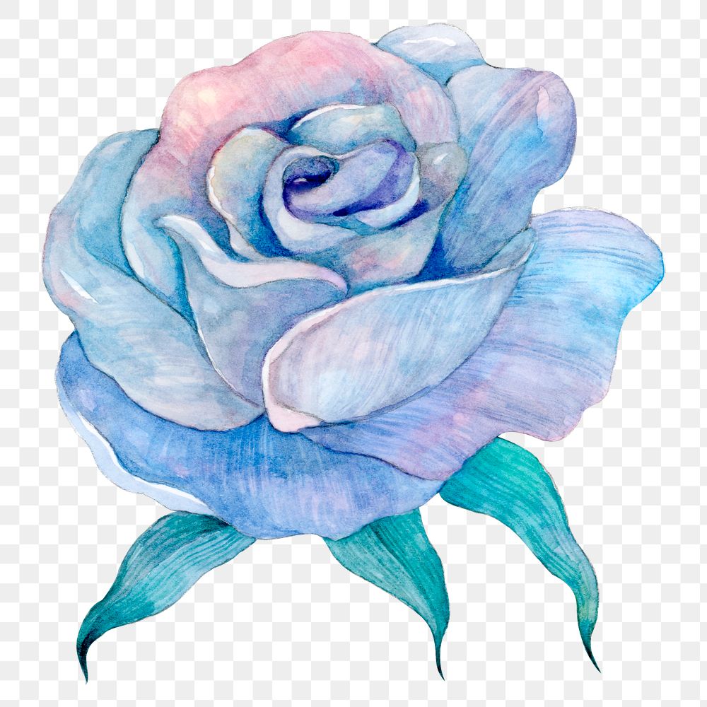 PNG blue watercolor rose flower illustration