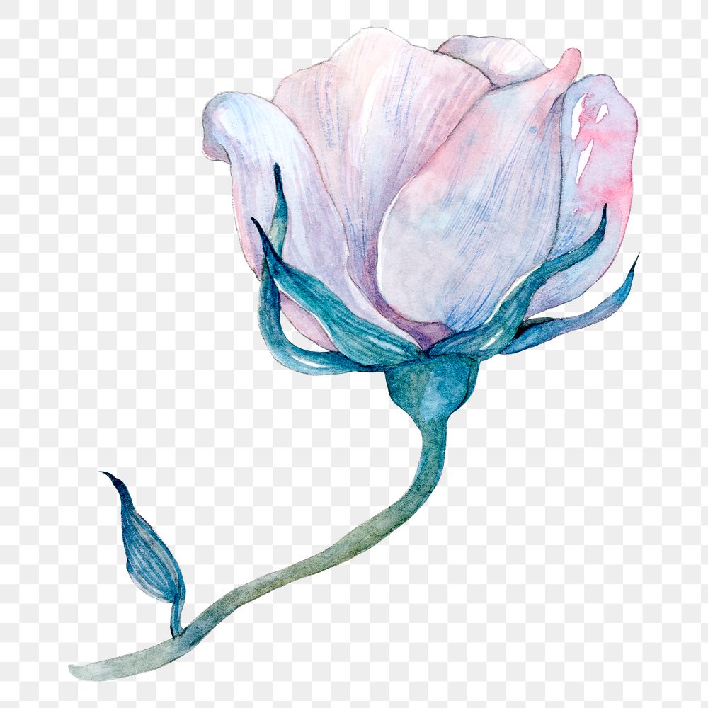 Purple watercolor rose png flower illustration