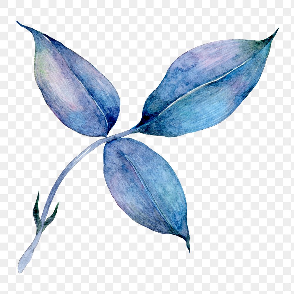 PNG blue watercolor leaf illustration