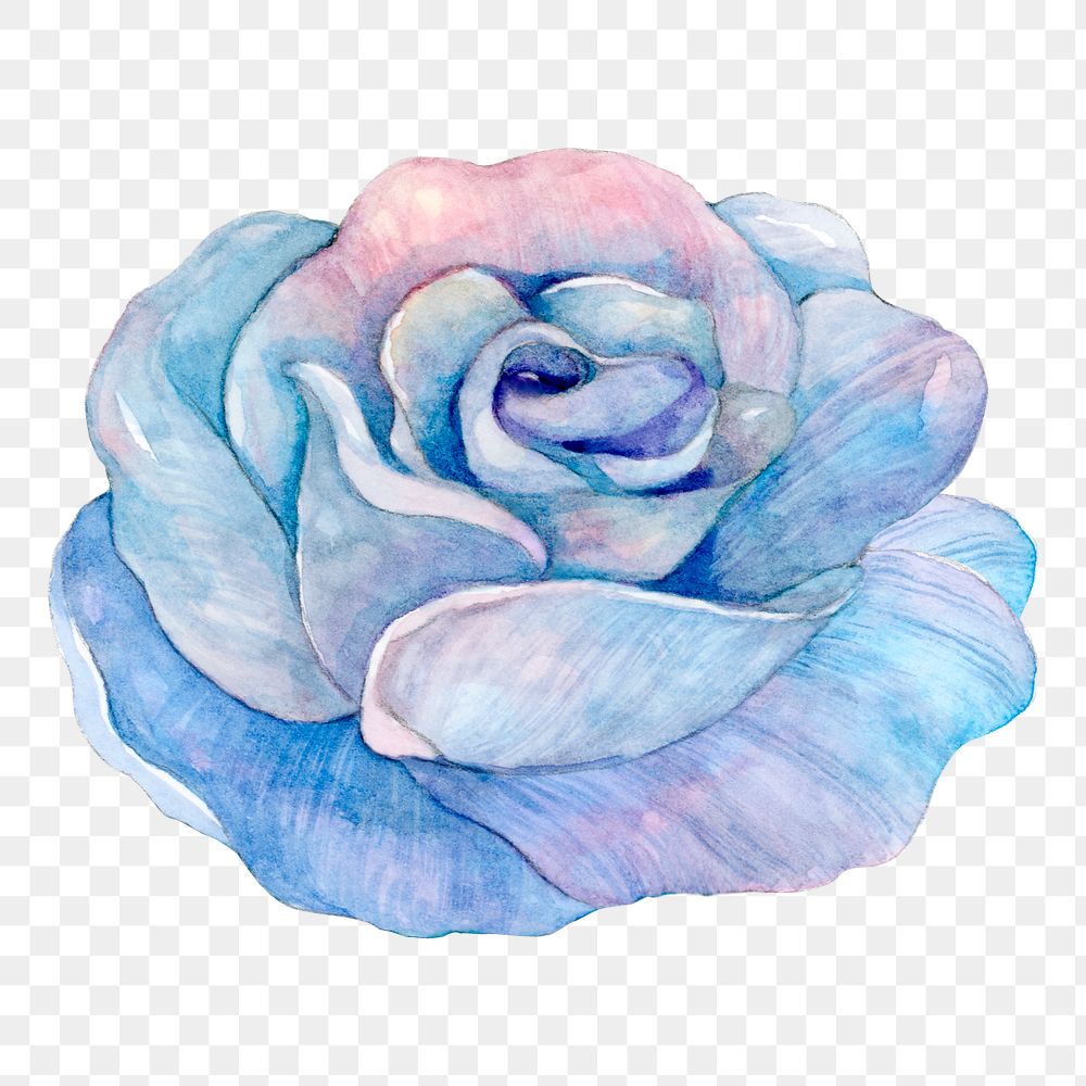 PNG blue watercolor rose flower illustration