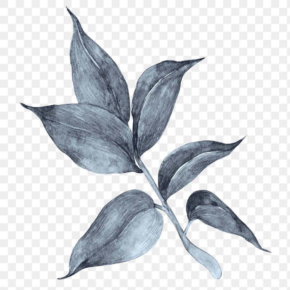 Gray watercolor leaf botnaical illustration
