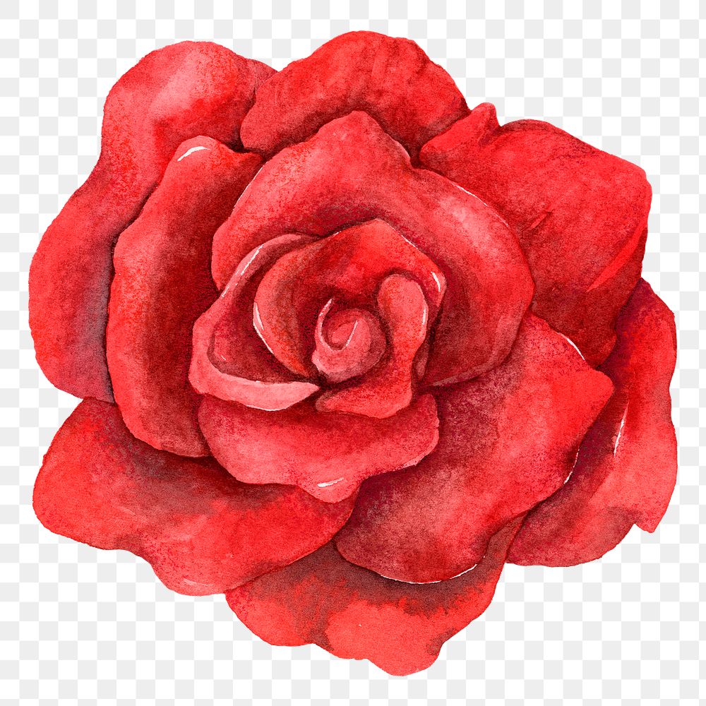 Png red rose flower vintage clipart