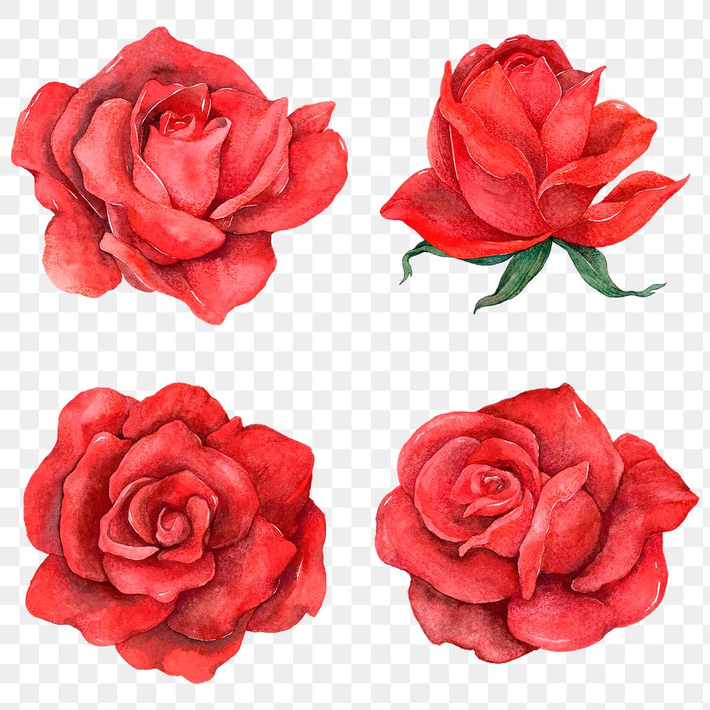 Png red rose clipart set