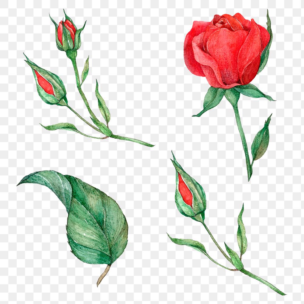 Png rose and leaf set watercolor style 