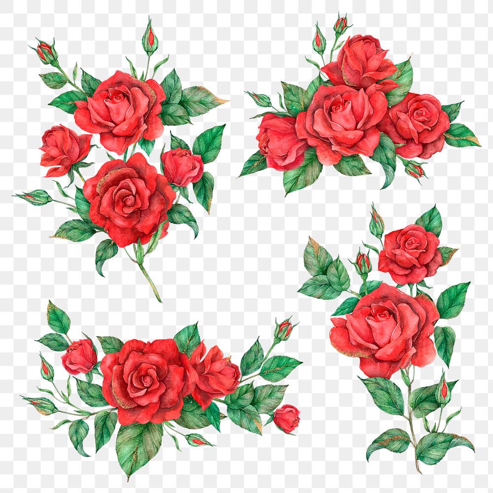 Hand drawn png red rose flower set