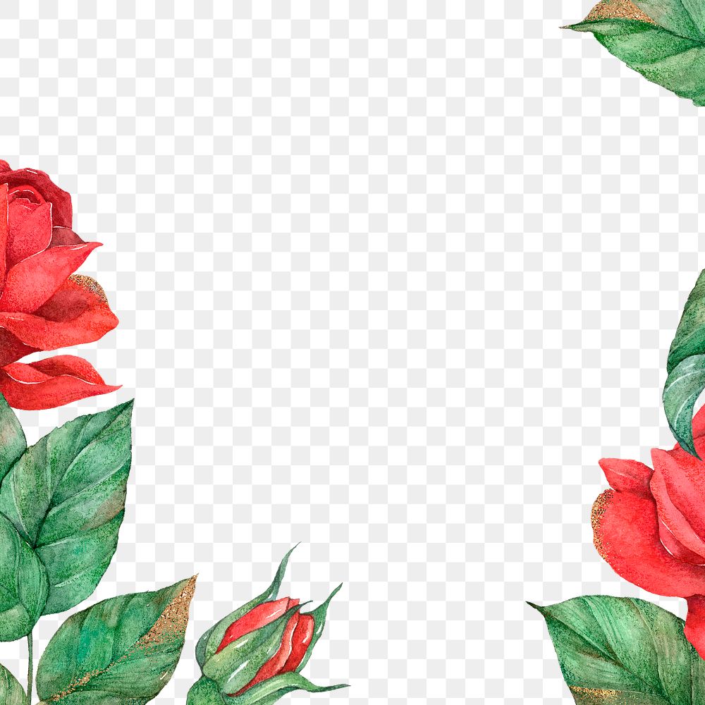 Red rose png transparent background for social media post