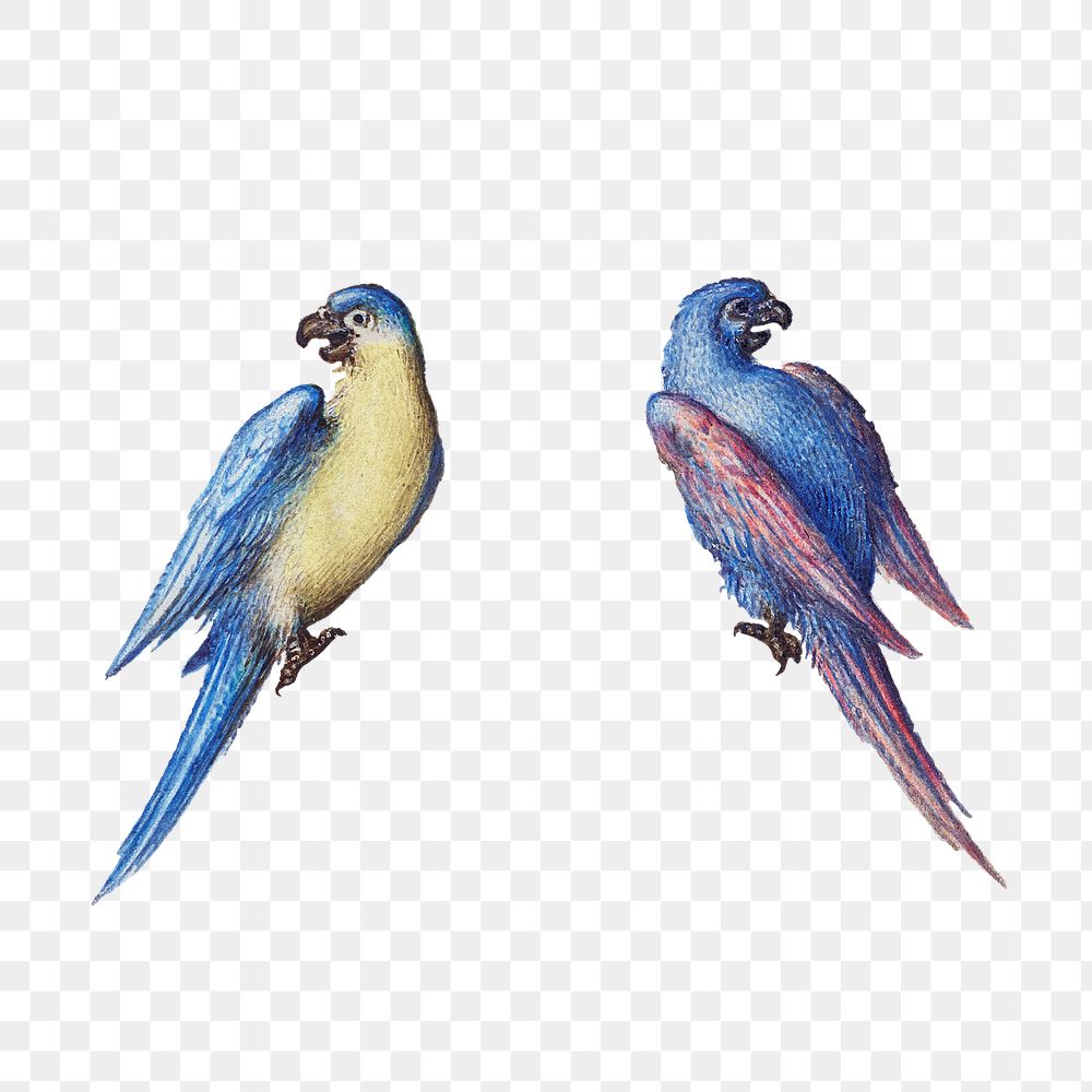 Hand drawn vintage parrot birds png