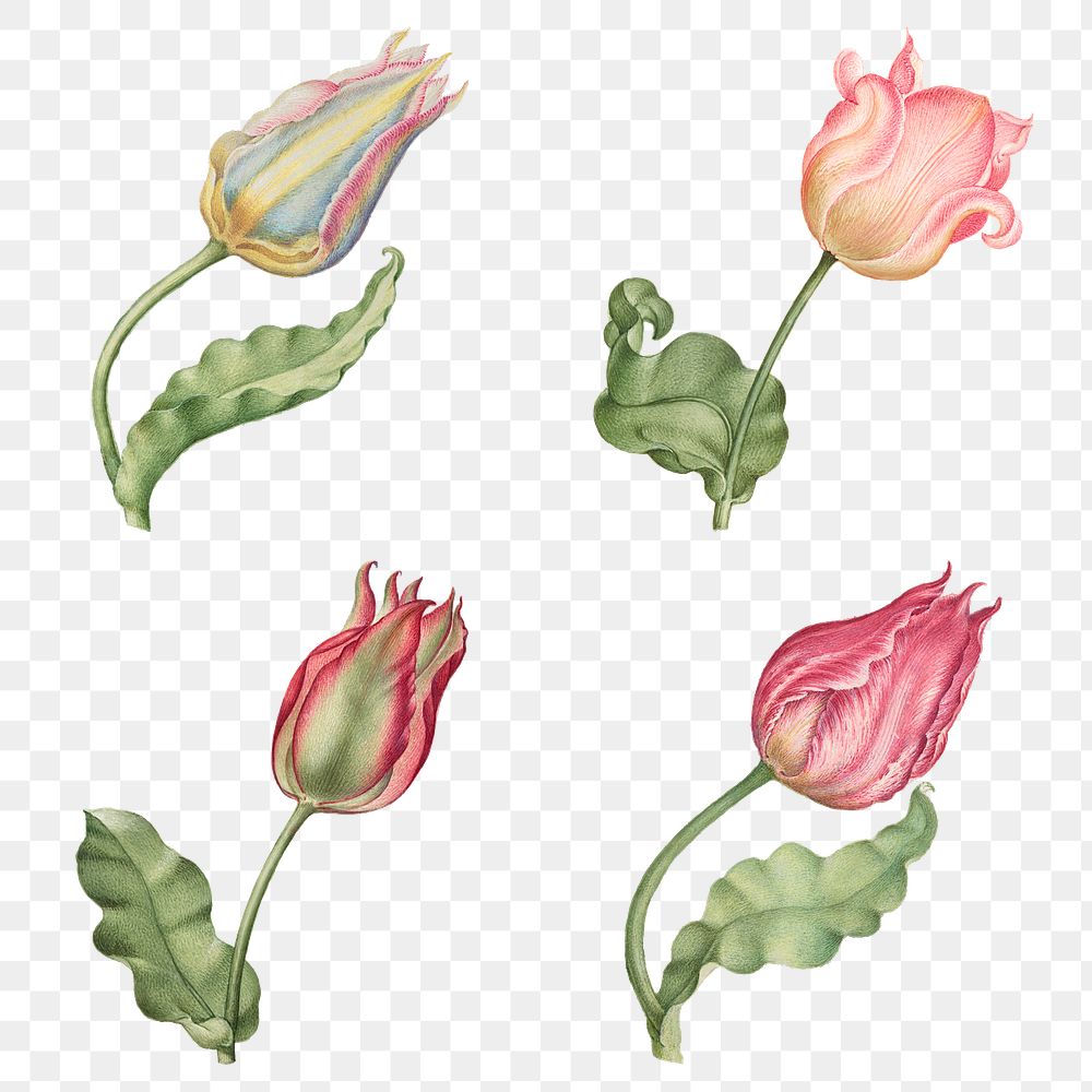 Pink tulip flower botanical png illustration set, remix from The Model Book of Calligraphy Joris Hoefnagel and Georg Bocskay