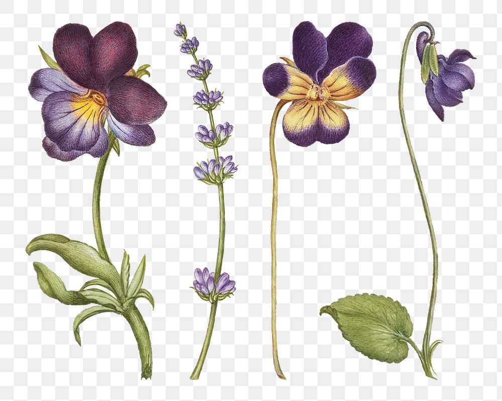 Purple flower png flower botanical vintage illustration, remix from The Model Book of Calligraphy Joris Hoefnagel and Georg…