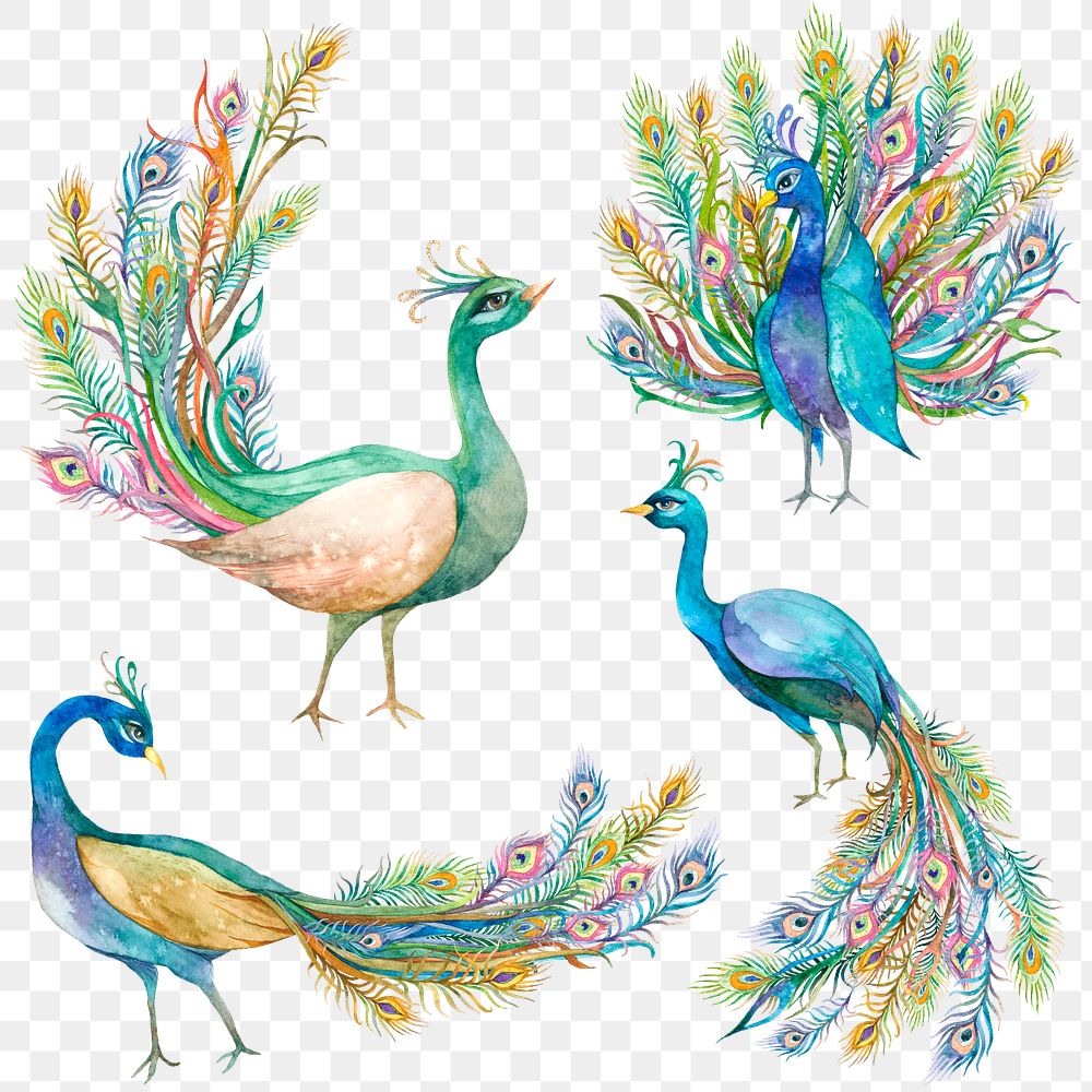 Png watercolor peacock sticker set