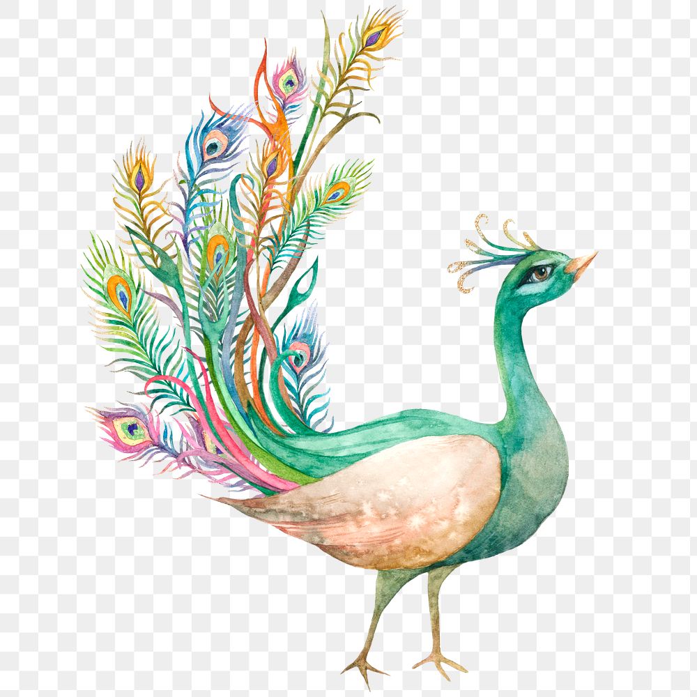 Peacock png in watercolor sticker