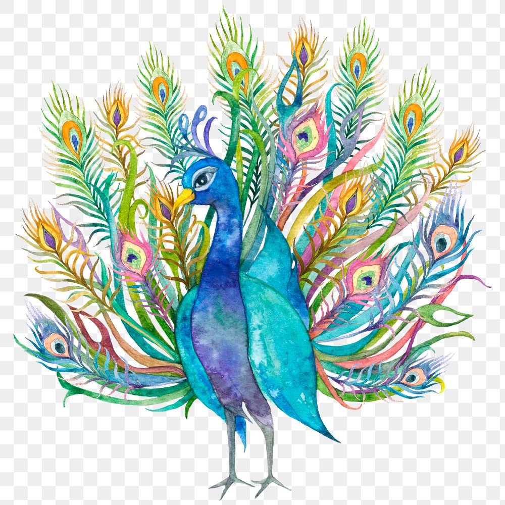 Peacock png in watercolor sticker