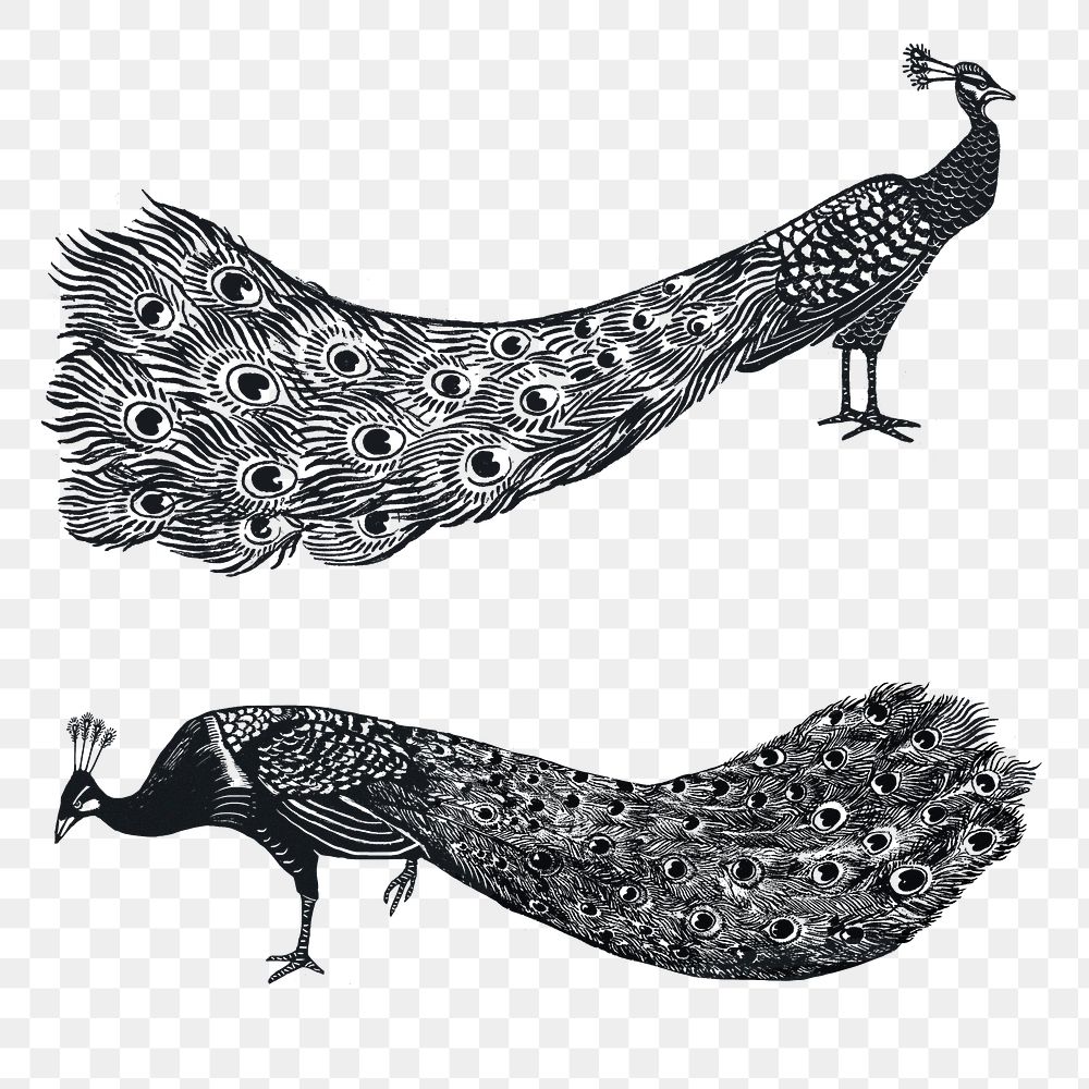 Black peacock png sticker linocut stencil pattern drawing set