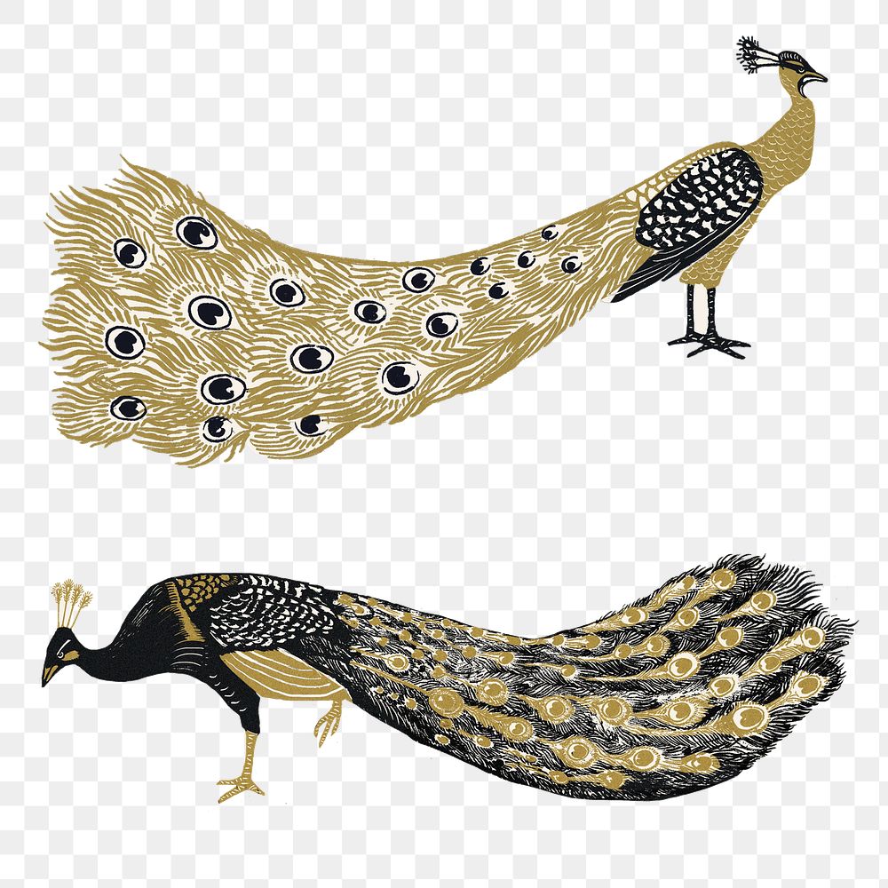 Vintage gold black peacock png sticker linocut clipart set