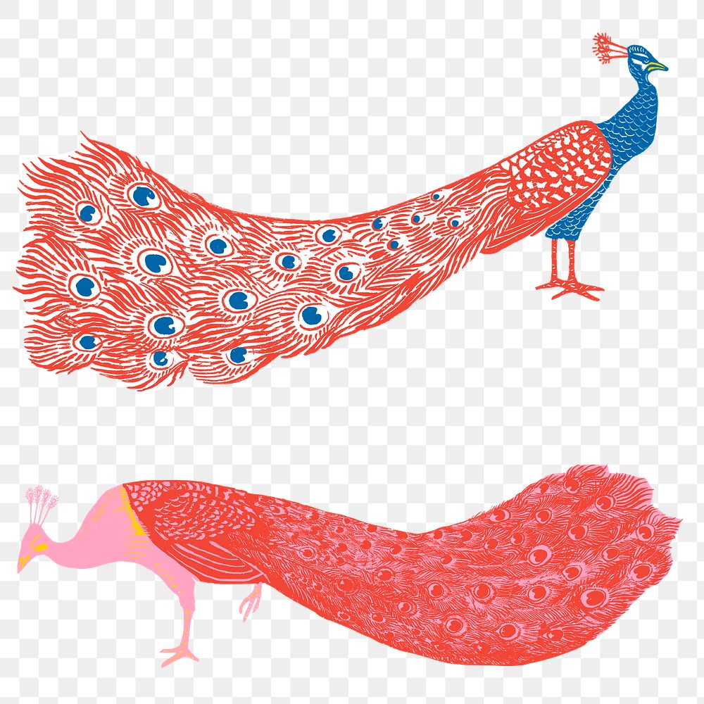 Vintage colorful peacock png sticker exotic bird collection