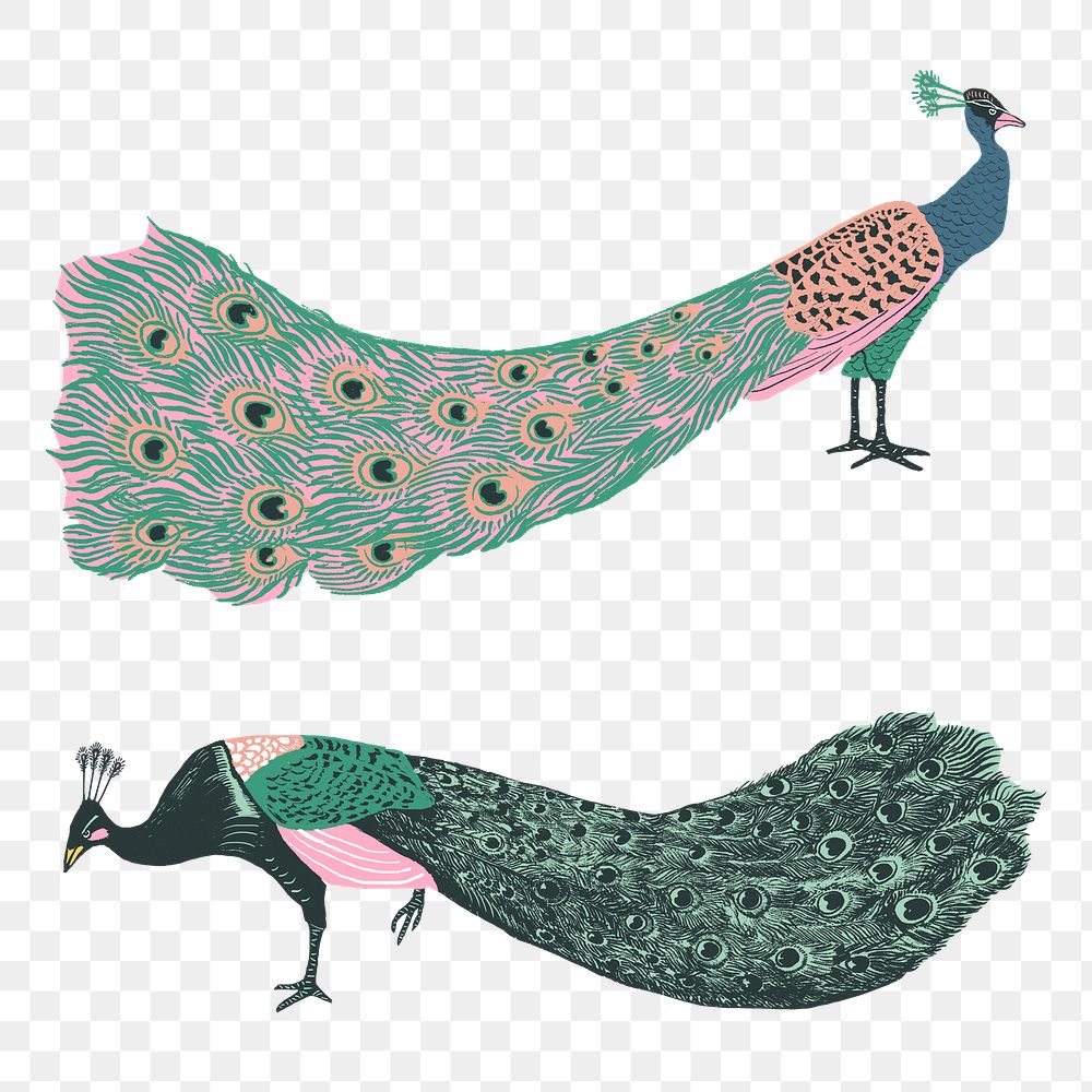 Colorful peacocks png sticker exotic animal vintage stencil set