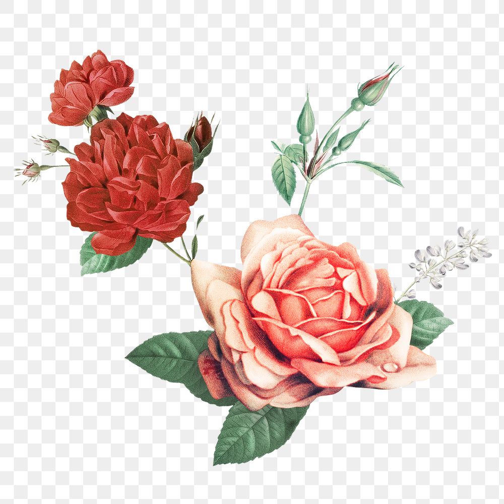 Elegant red png cabbage rose bouquet hand drawn illustration