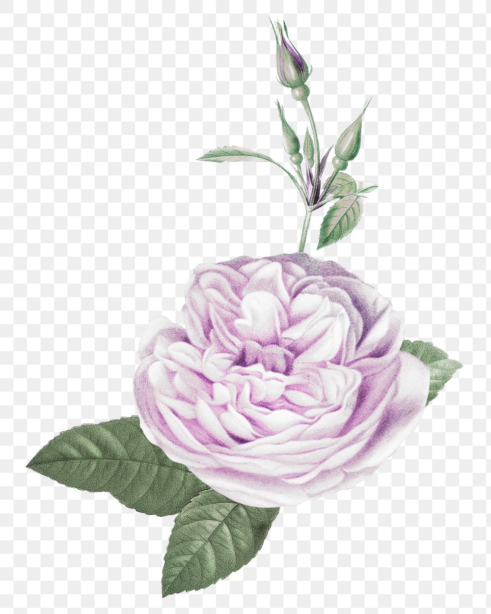Elegant purple png cabbage rose bouquet hand drawn illustration