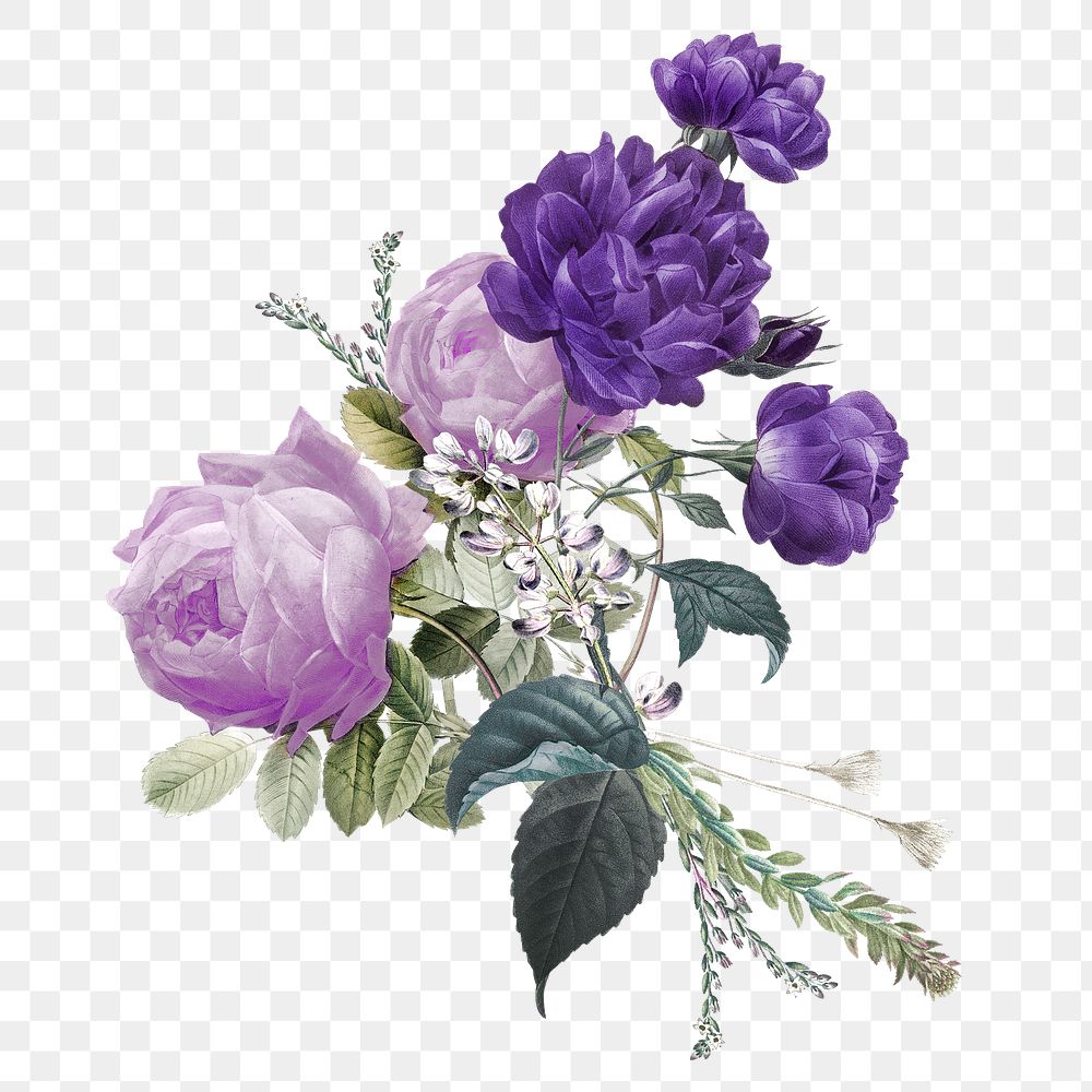 Purple roses bouquet png hand drawn vintage illustration