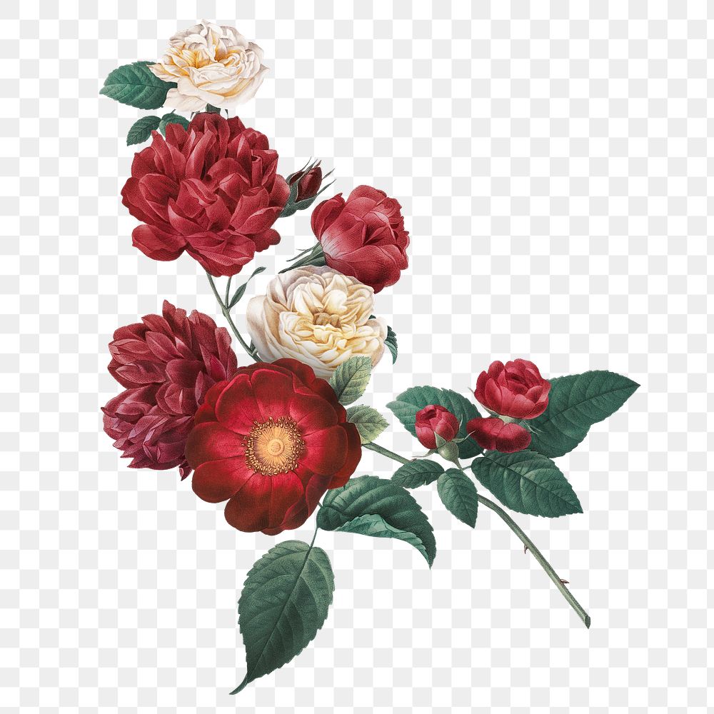 Vintage png red garden roses bouquet hand drawn illustration