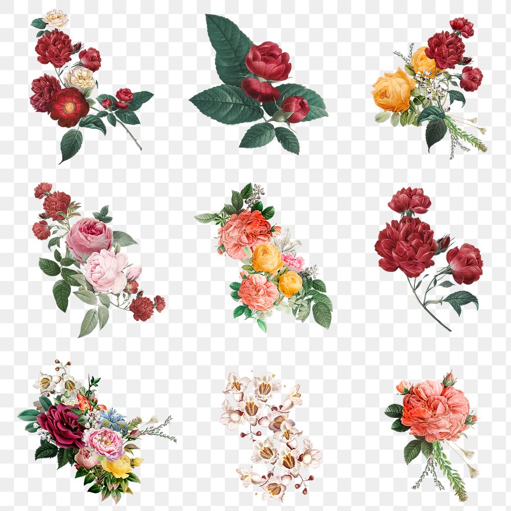 Elegant colorful spring roses png hand drawn illustration set